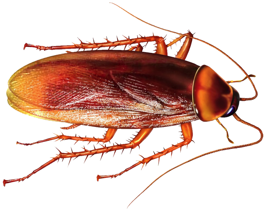 COCKROACHES CONTROL HAMILTON 647-354-2182