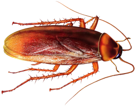 COCKROACHES CONTROL HAMILTON 647-354-2182