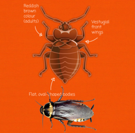 PEST CONTROL OF BEDBUGS COCKROACHES 647-354-2182