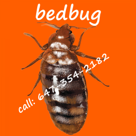 bedbug control services, Kitchener: 647-354-2182