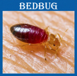 HOME PEST CONTROL SERVICE, CALL 647-354-2182