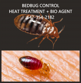 BEDBUGS CONTROL WITH HEAT TREATMENT