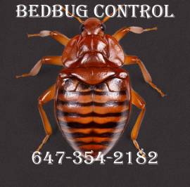 BEDBUG CONTROL WITH HEATERS, CALL: 647-354-2182