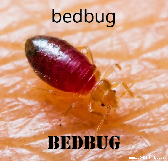 KITCHENER BEDBUG CONTROL. CALL: 647-354-2182