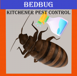 KITCHENER PEST CONTROL. CALL: 647-354-2182