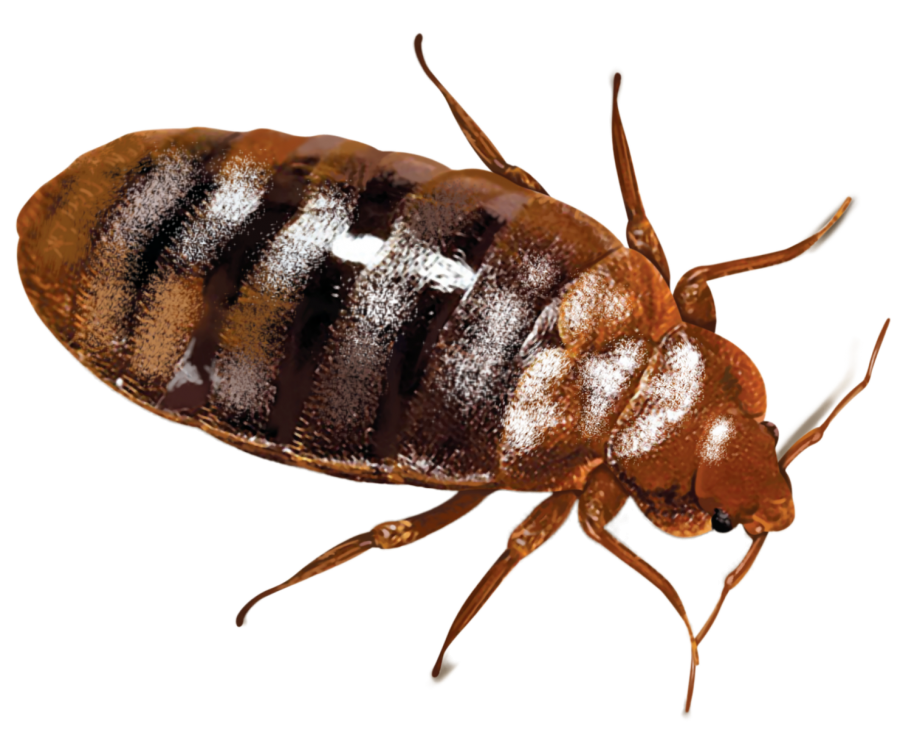 enzappers.ca offers 90 days Warranty Pest Control