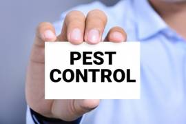Pest Control Service Kitchener Waterloo, Ontario