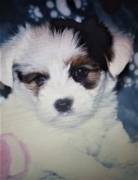 Tammy Teacup Yorkie Up For Adoption
