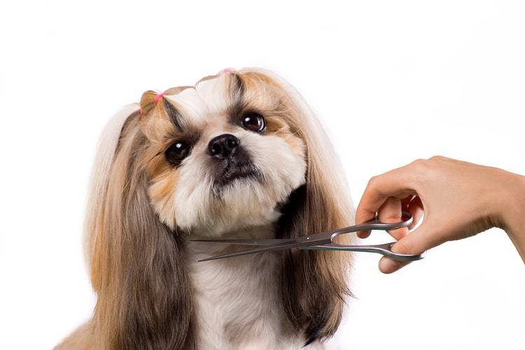 Pet Grooming services