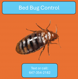 Bed Bug Control in Greater Toronto Area