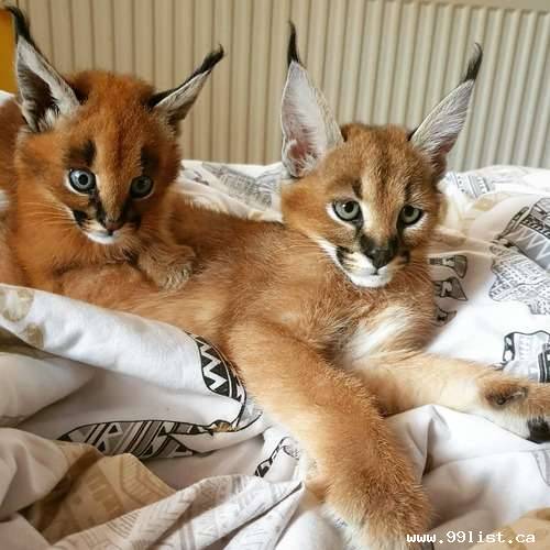 Ocelots, Caracals and F1 - F3 savannah and Serval