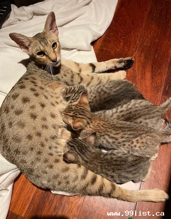 Ocelots, Caracals and F1 - F2 savannah and Serval