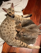 Ocelots, Caracals and F1 - F2 savannah and Serval