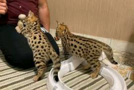  Caracals and F1 - F2 savannah and Serval for sale