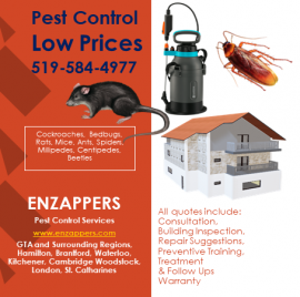 Brantford Pest Control Services by enzappers.ca