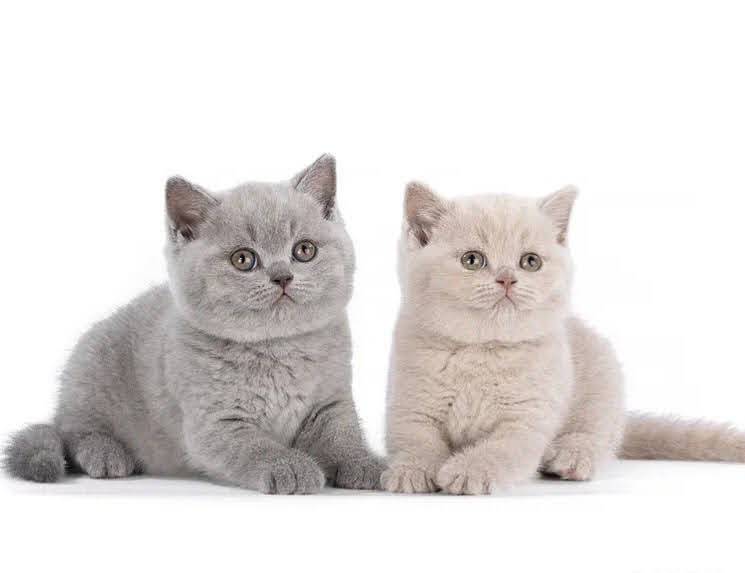 British shorthair kittens