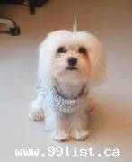 Pet grooming service for females with males