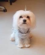 Pet grooming service for females with males