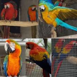 Pet Macaw Parrot Birds Species on Sale